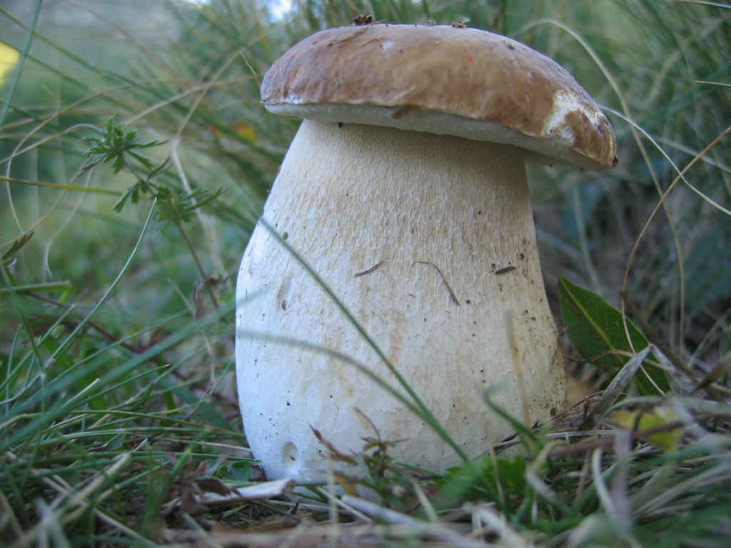 2005 :  Un anno di funghi